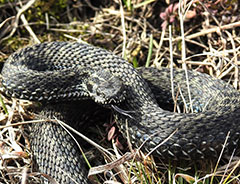 В заповеднике проснулись степные гадюки