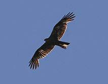 Лунь болотный