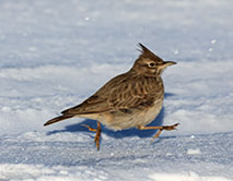 Жаворонок хохлатый
