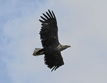 Орлан-белохвост