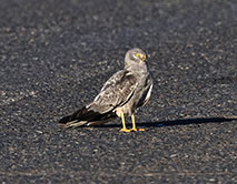 Лунь луговой