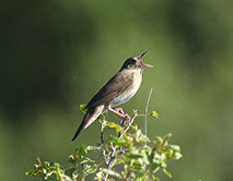 Сверчок речной