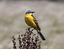 Трясогузка жёлтая