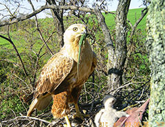 Международный день птиц