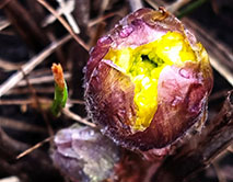 Первые бутоны горицвета весеннего