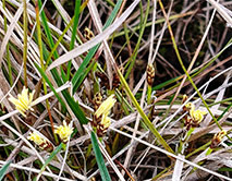 Осока низкая