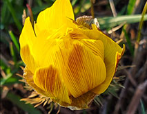 Горицвет весенний. Начало цветения