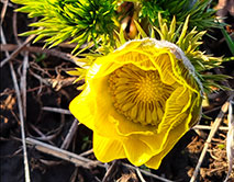 Горицвет весенний. Начало цветения