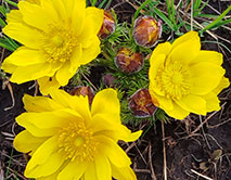 Цветение горицвета весеннего