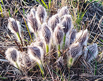 Бутоны прострела раскрытого