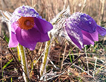Прострел раскрытый. Начало цветения