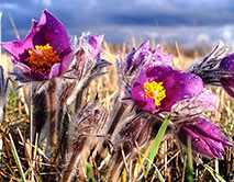 Прострел раскрытый. Начало цветения