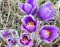 Прострел раскрытый. Цветение