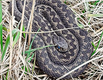 Восточная степная гадюка