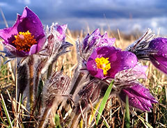 Апрель - время первоцветов 