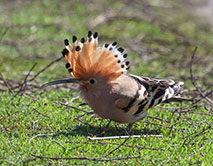 К нам прилетел удод!