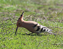 К нам прилетел удод!