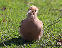 К нам прилетел удод!