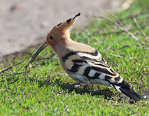 К нам прилетел удод!