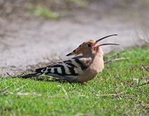 К нам прилетел удод!