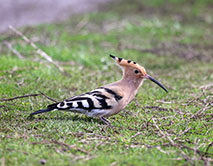 К нам прилетел удод!