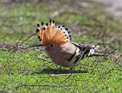 К нам прилетел удод!