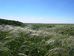 Луговые степи с ковылем перистым