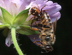 Зинема, поймавшая пчелу (Synema globosum)