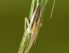 Тибеллюс на стебле злака (Tibellus oblongus)